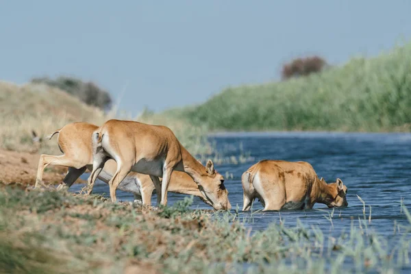 Сига Біля Водоймища Воду Купається Під Час Сильної Спеки Посухи — стокове фото