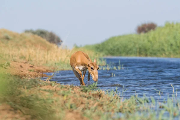 Saigas Lugar Riego Beber Agua Bañarse Durante Fuerte Calor Sequía — Foto de Stock