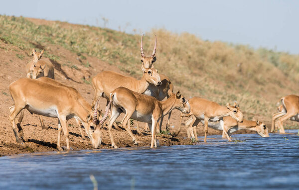 Saigas at a watering place drink water and bathe during strong heat and drought. Saiga tatarica is listed in the Red Book, Chyornye Zemli (Black Lands) Nature Reserve, Kalmykia region, Russia.