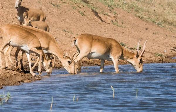 Su içilen bir yerde Saigalar sıcak ve kuraklıkta banyo yaparlar. Saiga tatarica Kırmızı Kitap, Chyornye Zemli (Kara Topraklar) Doğa Rezervi, Kalmykia bölgesi, Rusya.