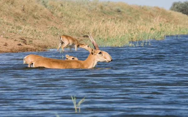 Сига Біля Водоймища Воду Купається Під Час Сильної Спеки Посухи — стокове фото