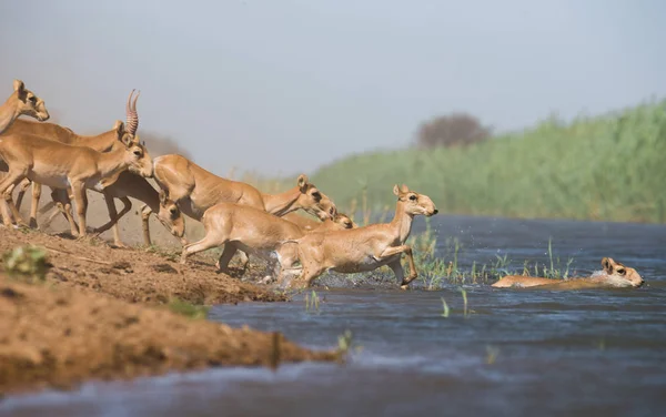 Saigas at a watering place drink water and bathe during strong heat and drought. Saiga tatarica is listed in the Red Book, Chyornye Zemli (Black Lands) Nature Reserve, Kalmykia region, Russia.