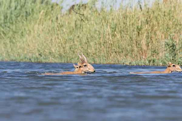 Saigas at a watering place drink water and bathe during strong heat and drought. Saiga tatarica is listed in the Red Book, Chyornye Zemli (Black Lands) Nature Reserve, Kalmykia region, Russia.