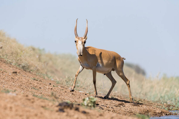 Saigas at a watering place drink water and bathe during strong heat and drought. Saiga tatarica is listed in the Red Book, Chyornye Zemli (Black Lands) Nature Reserve, Kalmykia region, Russia.