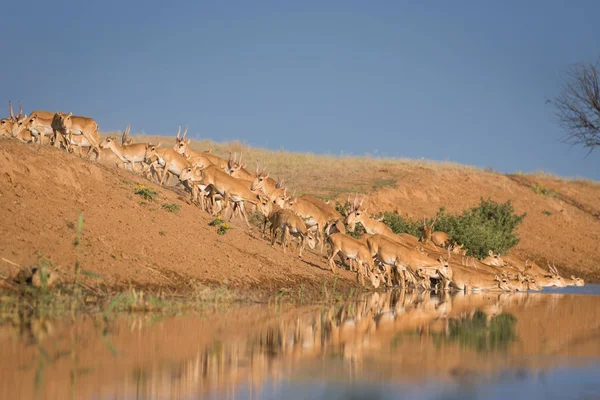 Saigas at a watering place drink water and bathe during strong heat and drought. Saiga tatarica is listed in the Red Book, Chyornye Zemli (Black Lands) Nature Reserve, Kalmykia region, Russia.