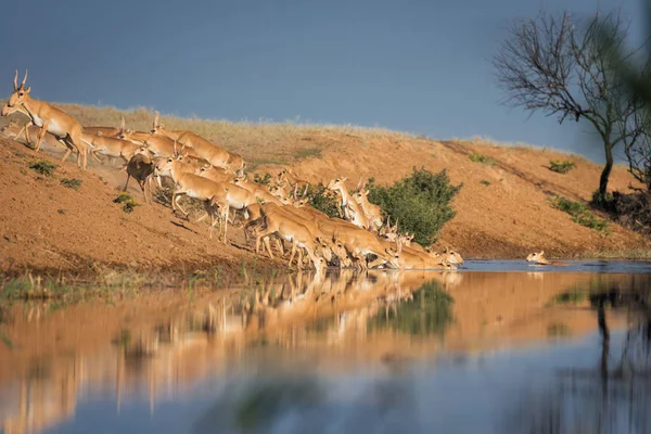 Saigas at a watering place drink water and bathe during strong heat and drought. Saiga tatarica is listed in the Red Book, Chyornye Zemli (Black Lands) Nature Reserve, Kalmykia region, Russia.