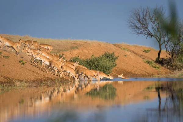 Saigas at a watering place drink water and bathe during strong heat and drought. Saiga tatarica is listed in the Red Book, Chyornye Zemli (Black Lands) Nature Reserve, Kalmykia region, Russia.