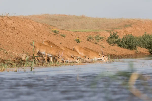 Saigas at a watering place drink water and bathe during strong heat and drought. Saiga tatarica is listed in the Red Book, Chyornye Zemli (Black Lands) Nature Reserve, Kalmykia region, Russia.