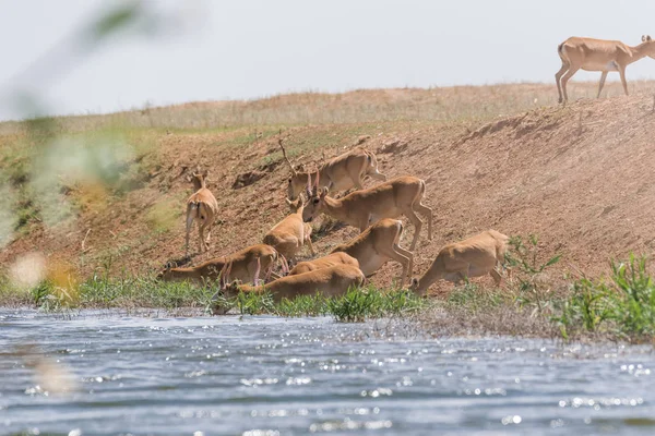 Saigas at a watering place drink water and bathe during strong heat and drought. Saiga tatarica is listed in the Red Book, Chyornye Zemli (Black Lands) Nature Reserve, Kalmykia region, Russia.