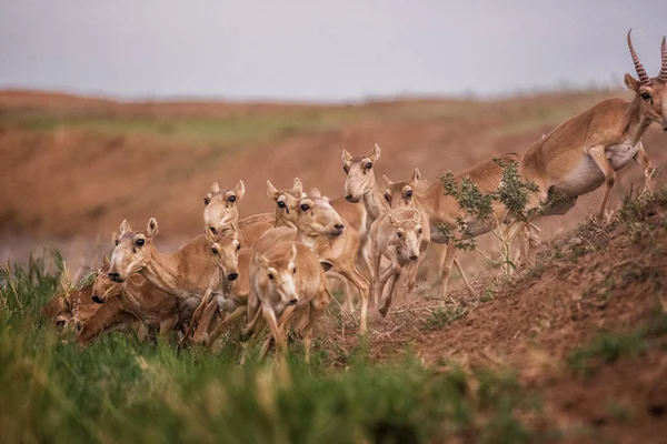 Saigas at a watering place drink water and bathe during strong heat and drought. Saiga tatarica is listed in the Red Book, Chyornye Zemli (Black Lands) Nature Reserve, Kalmykia region, Russia.