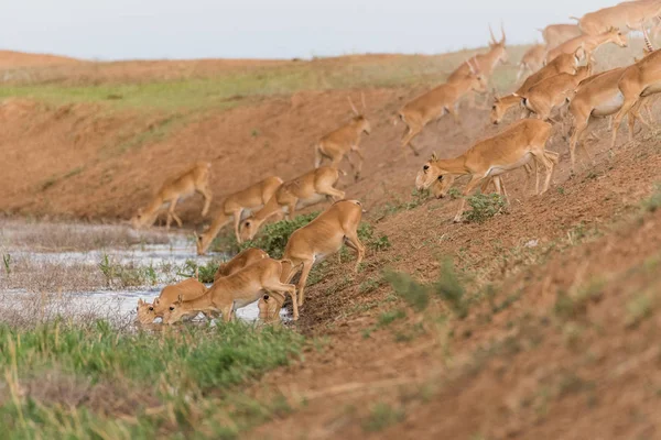 Saigas at a watering place drink water and bathe during strong heat and drought. Saiga tatarica is listed in the Red Book, Chyornye Zemli (Black Lands) Nature Reserve, Kalmykia region, Russia.