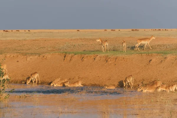 Saigas at a watering place drink water and bathe during strong heat and drought. Saiga tatarica is listed in the Red Book, Chyornye Zemli (Black Lands) Nature Reserve, Kalmykia region, Russia.