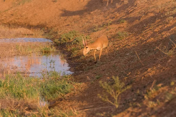 Saigas Dans Lieu Arrosage Boire Eau Baigner Pendant Chaleur Forte — Photo