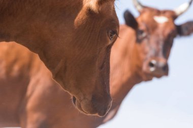 Bir sulama yerinde inekler içme suyu ve güçlü ısı ve kuraklık sırasında yıkanmak. Kalmykia Region, Rusya Federasyonu.