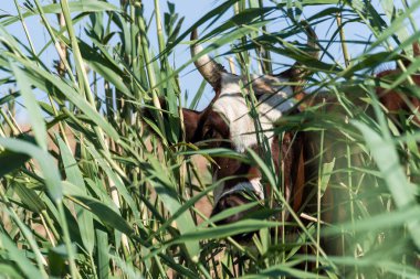 Bir sulama yerinde inekler içme suyu ve güçlü ısı ve kuraklık sırasında yıkanmak. Kalmykia Region, Rusya Federasyonu.