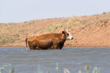 Bir sulama yerinde inekler içme suyu ve güçlü ısı ve kuraklık sırasında yıkanmak. Kalmykia Region, Rusya Federasyonu.