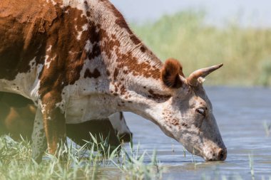 Bir sulama yerinde inekler içme suyu ve güçlü ısı ve kuraklık sırasında yıkanmak. Kalmykia Region, Rusya Federasyonu.