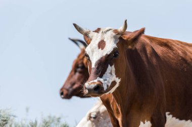 Bir sulama yerinde inekler içme suyu ve güçlü ısı ve kuraklık sırasında yıkanmak. Kalmykia Region, Rusya Federasyonu.