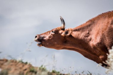 Bir sulama yerinde inekler içme suyu ve güçlü ısı ve kuraklık sırasında yıkanmak. Kalmykia Region, Rusya Federasyonu.