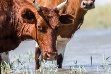 Bir sulama yerinde inekler içme suyu ve güçlü ısı ve kuraklık sırasında yıkanmak. Kalmykia Region, Rusya Federasyonu.