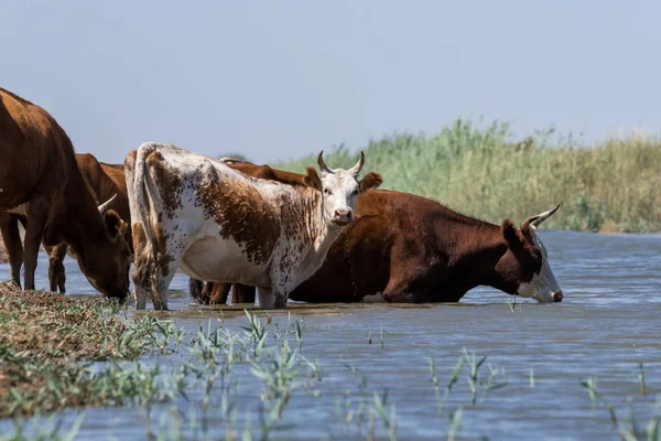 Kühe Einer Tränke Trinken Wasser Und Baden Bei Großer Hitze — Stockfoto