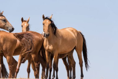 Bir sulama yerinde atlar su içme ve güçlü ısı ve kuraklık sırasında yıkanmak. Kalmykia Region, Rusya Federasyonu.
