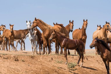 Bir sulama yerinde atlar su içme ve güçlü ısı ve kuraklık sırasında yıkanmak. Kalmykia Region, Rusya Federasyonu.
