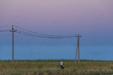 Bir çiftçi güç hatları boyunca bir motosiklet sürmek. Bir moped sesinden kuşlar bir sürü Scatter