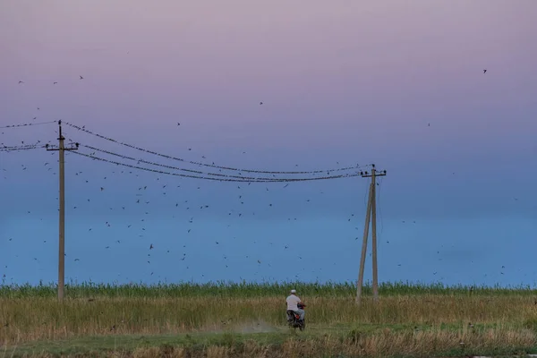 A farmer rides a motorcycle along power lines. A flock of birds scatters from the sound of a moped