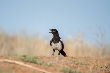 Eurasian Magpie veya ortak Magpie (Pica pası/P. p. bactriana). Chyornye zemli (Black Lands) doğa rezervi, Kalmykia Region, Rusya Federasyonu.