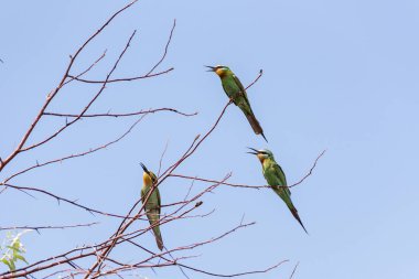 Üç mavi-elmacık Arı yiyen (Merops persicus). Bir kuş, bir ağacın dalında, mavi gökyüzünde bir arka planda oturuyor. Chyornye zemli (Black Lands) doğa rezervi, Kalmykia Region, Rusya Federasyonu.