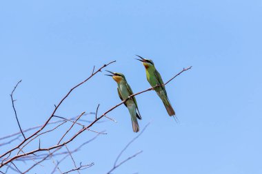 İki mavi-elmacık Arı yiyen (Merops persicus). Bir kuş, bir ağacın dalında, mavi gökyüzünde bir arka planda oturuyor. Chyornye zemli (Black Lands) doğa rezervi, Kalmykia Region, Rusya Federasyonu.