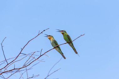 İki mavi-elmacık Arı yiyen (Merops persicus). Bir kuş, bir ağacın dalında, mavi gökyüzünde bir arka planda oturuyor. Chyornye zemli (Black Lands) doğa rezervi, Kalmykia Region, Rusya Federasyonu.