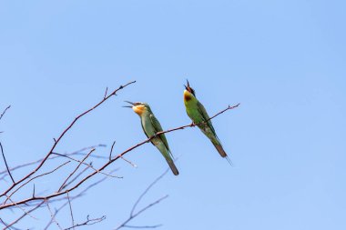 İki mavi-elmacık Arı yiyen (Merops persicus). Bir kuş, bir ağacın dalında, mavi gökyüzünde bir arka planda oturuyor. Chyornye zemli (Black Lands) doğa rezervi, Kalmykia Region, Rusya Federasyonu.