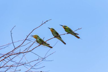 Üç mavi-elmacık Arı yiyen (Merops persicus). Bir kuş, bir ağacın dalında, mavi gökyüzünde bir arka planda oturuyor. Chyornye zemli (Black Lands) doğa rezervi, Kalmykia Region, Rusya Federasyonu.
