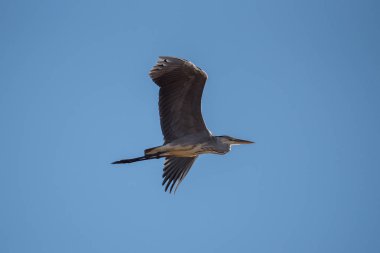 Gri balıkçıl (Ardea cinerea). Kuş uçuyor ve av arıyor. Chyornye zemli (Black Lands) doğa rezervi, Kalmykia Region, Rusya Federasyonu.