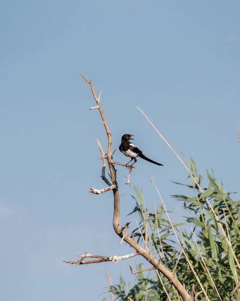 Eurasian Magpie Common Magpie Pica Pica Bactriana Chyornye Zemli Black — Stock Photo, Image