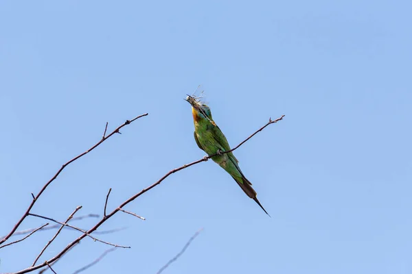 Blue Cheeked Bee Eater Merops Persicus Bird Sitting Branch Tree — Stock Photo, Image