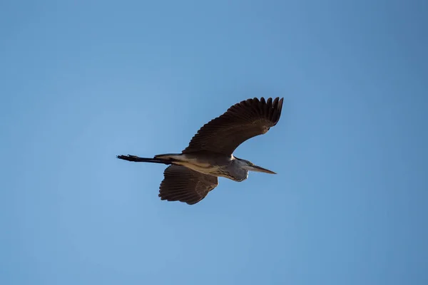 Garza Gris Ardea Cinerea Pájaro Vuela Busca Presas Chyornye Zemli — Foto de Stock