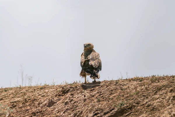 Águia Dourada Aquila Chrysaetos Chyornye Zemli Terras Negras Reserva Natural — Fotografia de Stock