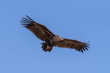 Cinereous akbaba. Kuş uçuyor ve av arıyor. Chyornye zemli (Black Lands) doğa rezervi, Kalmykia Region, Rusya Federasyonu.