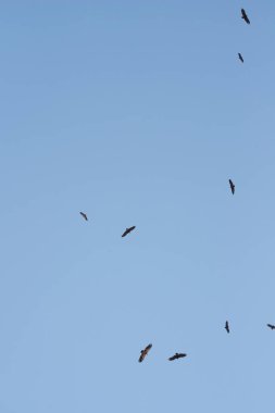 Cinereous akbaba. Havada uçan ve avına bakan bir kuş sürüsü. Chyornye zemli (Black Lands) doğa rezervi, Kalmykia Region, Rusya Federasyonu.