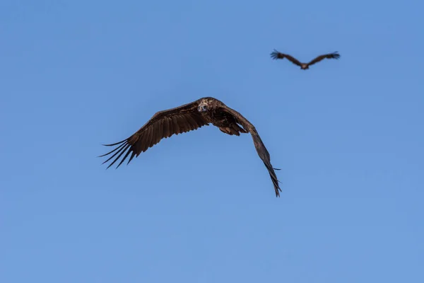 Cinereous Vulture Bird Flying Looking Prey Chyornye Zemli Black Lands — Stock Photo, Image