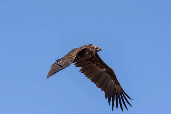 Cinereous Vulture Bird Flying Looking Prey Chyornye Zemli Black Lands — Stock Photo, Image