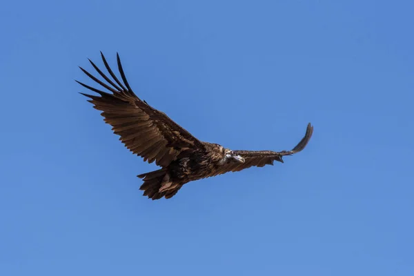 Cinereous Vulture Bird Flying Looking Prey Chyornye Zemli Black Lands — Stock Photo, Image