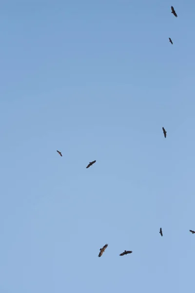 Aasgeier Ein Schwarm Vögel Die Durch Die Luft Fliegen Und — Stockfoto