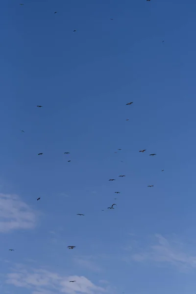 Чорний Гриф Зграя Птахів Літають Повітрі Дивлячись Здобич Чйорние Землі — стокове фото