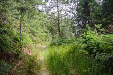 Sithonia, Chalkidiki, Yunanistan - 27 Haziran 2014: Yaz güneşli havalarda Kuzey Yunanistan ormanlarında yol