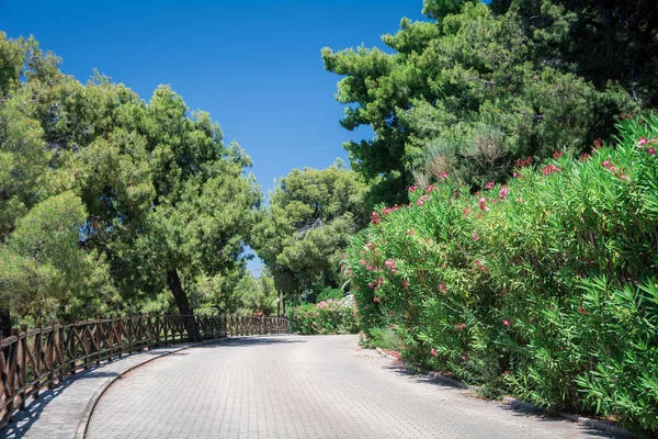 나뭇잎과 녹색에 없을만큼 아름다운 시토니아 찰키디키 그리스 — 스톡 사진