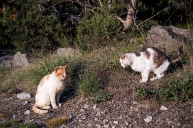 Foros, Kırım Cumhuriyeti - 1 Nisan 2019: Kırım yarımadasının güney kıyısında vahşi evsiz yırtık kediler doğada yürüyor